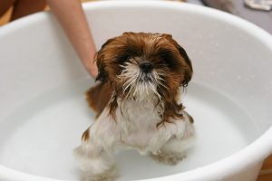 dog_bathing